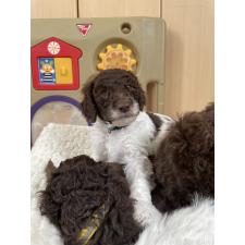 ♀︎スタンダードプードル