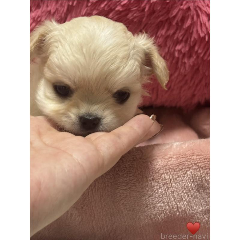 成約済の岐阜県のチワワ(ロングコート)-440944の5枚目