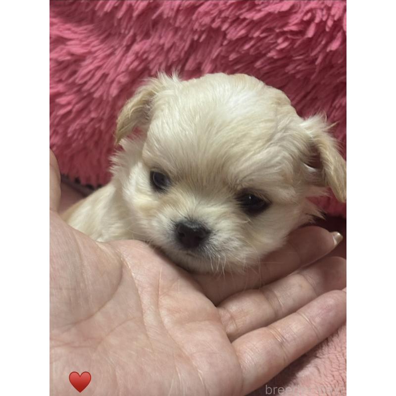 成約済の岐阜県のチワワ(ロングコート)-440944の4枚目