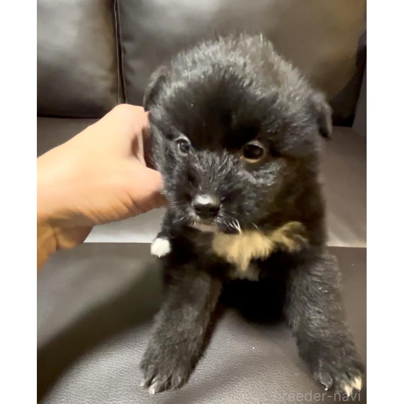 販売中の奈良県のミックス犬-442672の11枚目