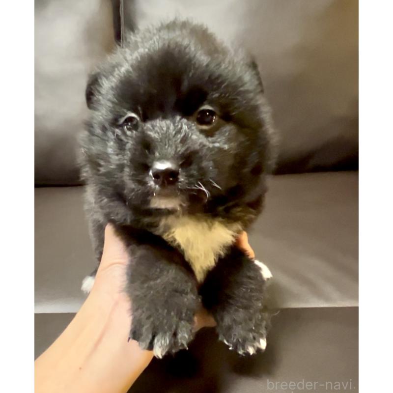 販売中の奈良県のミックス犬-442672の10枚目