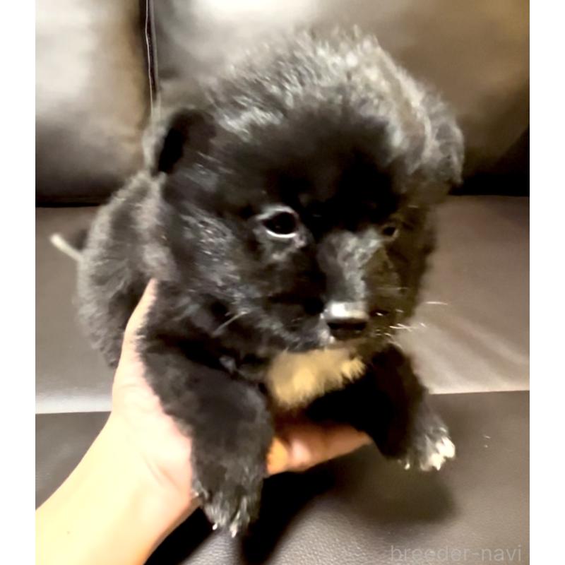 販売中の奈良県のミックス犬-442672の6枚目