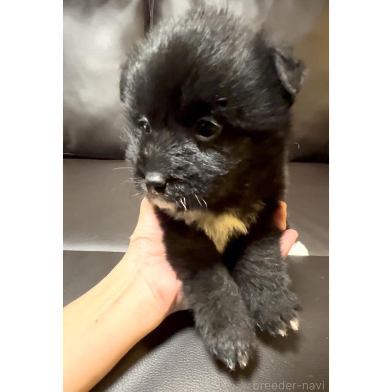 販売中の奈良県のミックス犬-442672の5枚目