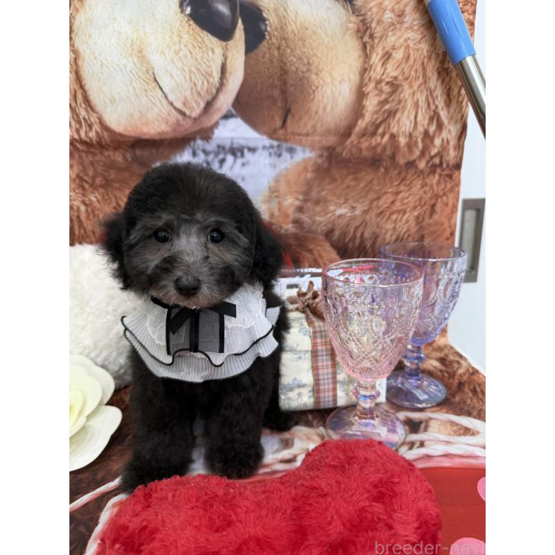 成約済の兵庫県のタイニープードル-432622の5枚目