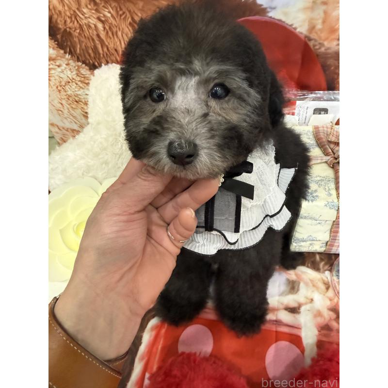 成約済の兵庫県のタイニープードル-432622の4枚目