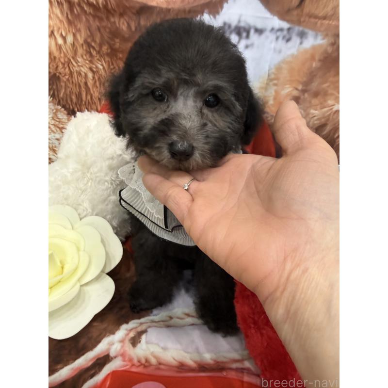 成約済の兵庫県のタイニープードル-432622の3枚目