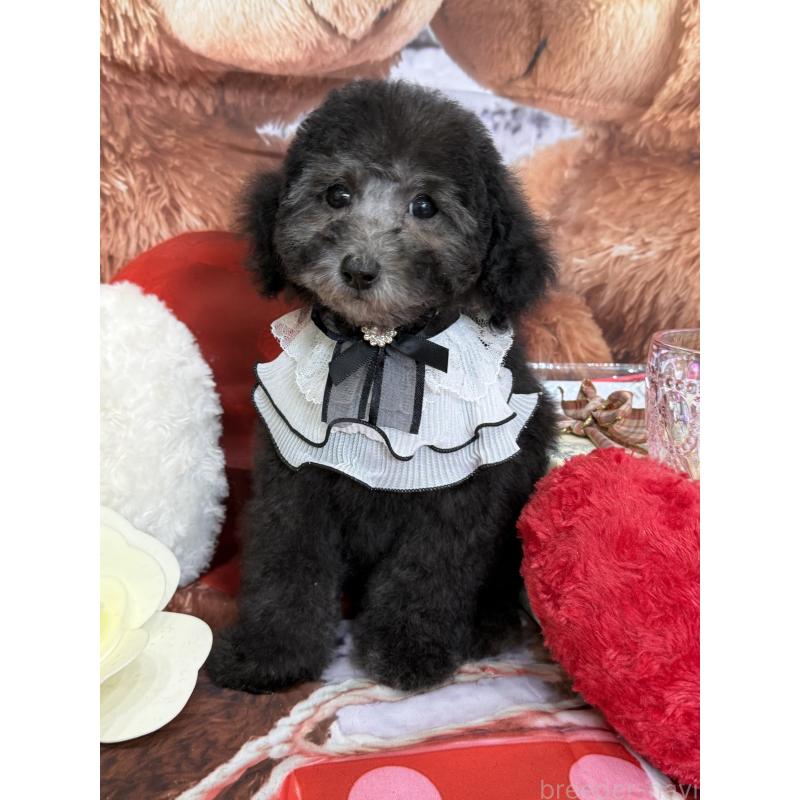 成約済の兵庫県のタイニープードル-432622の2枚目