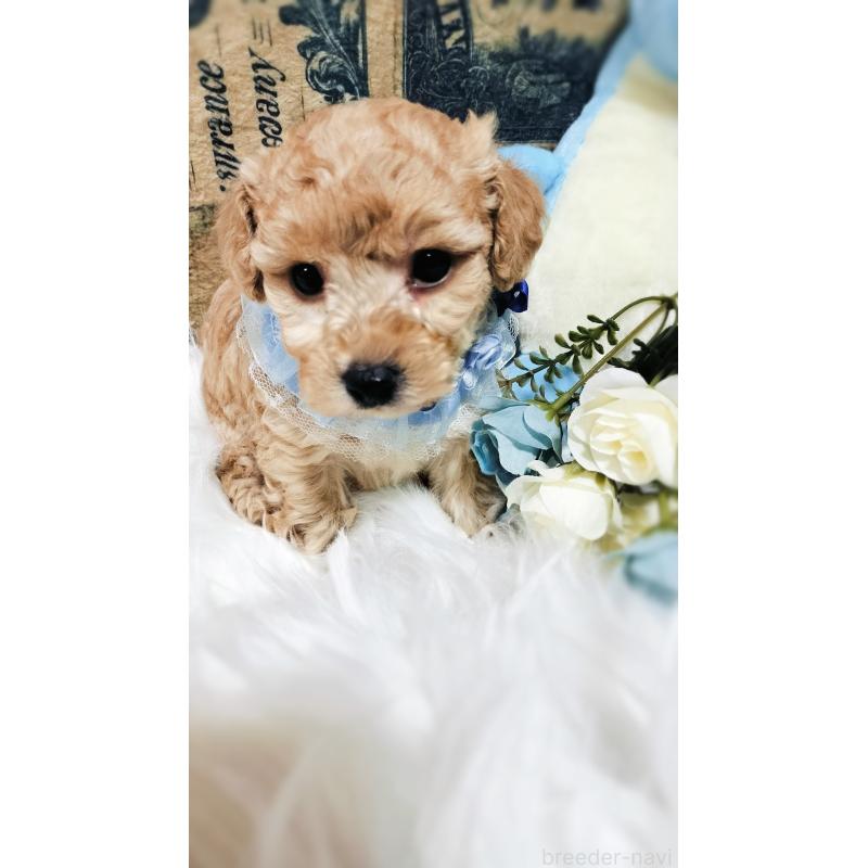 商談中の愛媛県のタイニープードル-441849の7枚目