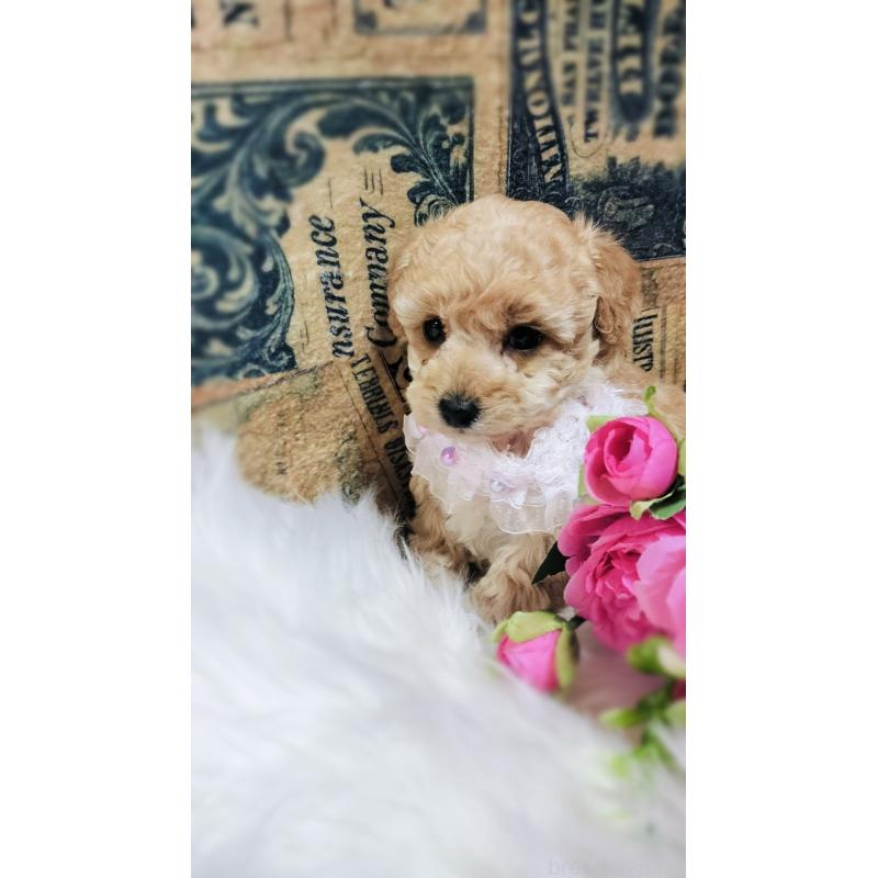 成約済の愛媛県のタイニープードル-441928の12枚目