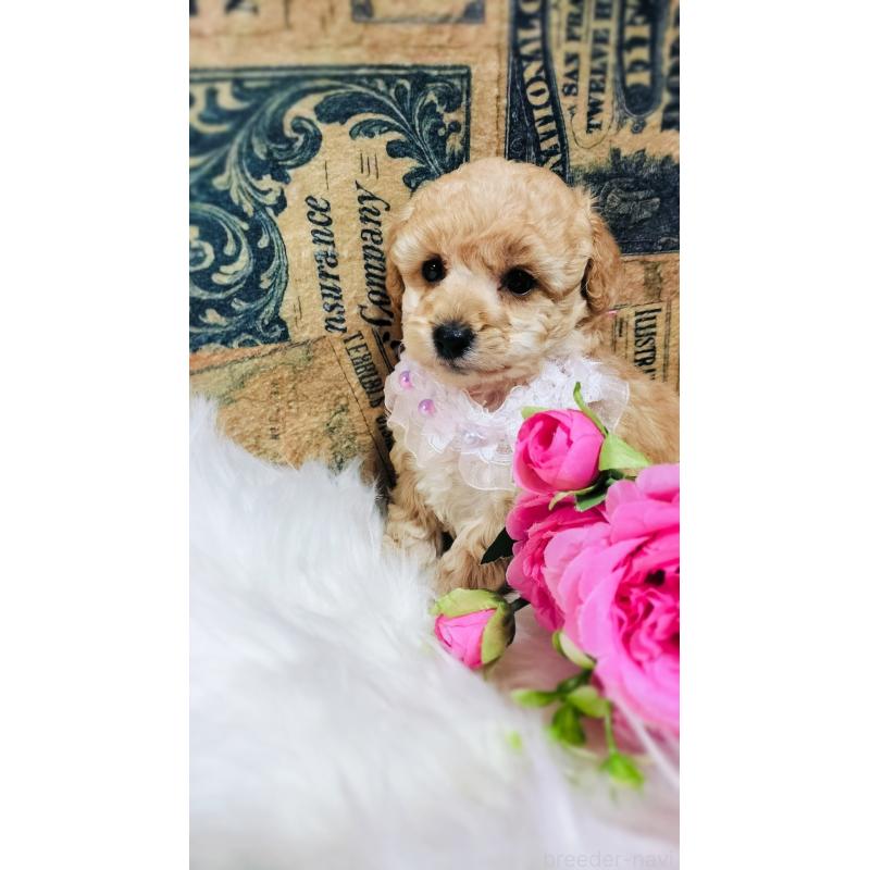 成約済の愛媛県のタイニープードル-441928の11枚目