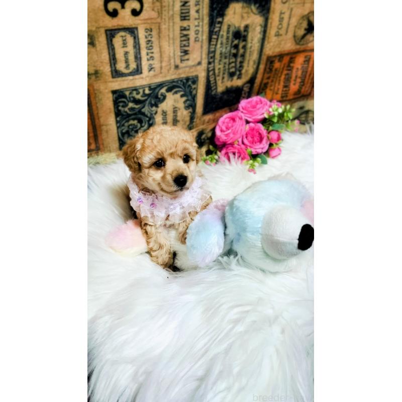 成約済の愛媛県のタイニープードル-441928の10枚目