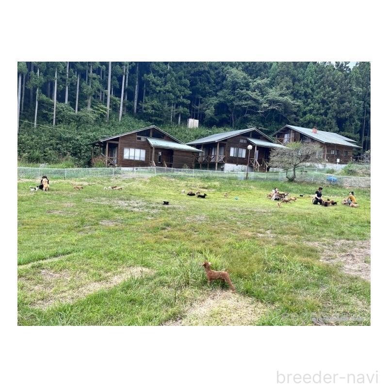 成約済の栃木県のトイプードル-439220の2枚目