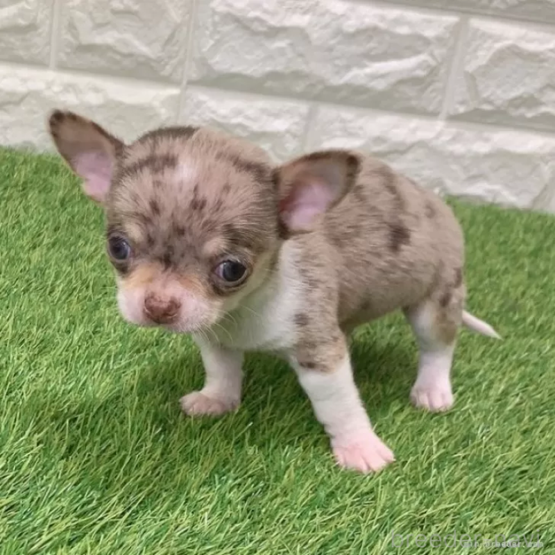 成約済の愛知県のチワワ(スムースコート)-443667の4枚目