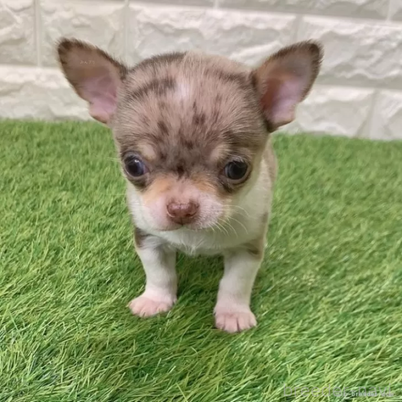 成約済の愛知県のチワワ(スムースコート)-443667の3枚目