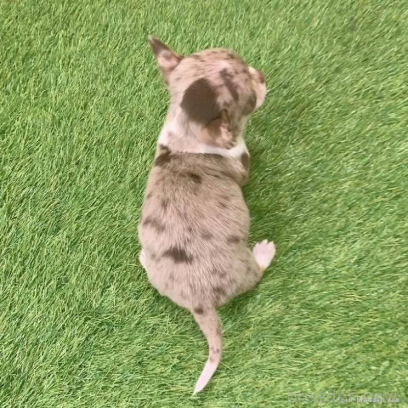 成約済の愛知県のチワワ(スムースコート)-443667の2枚目