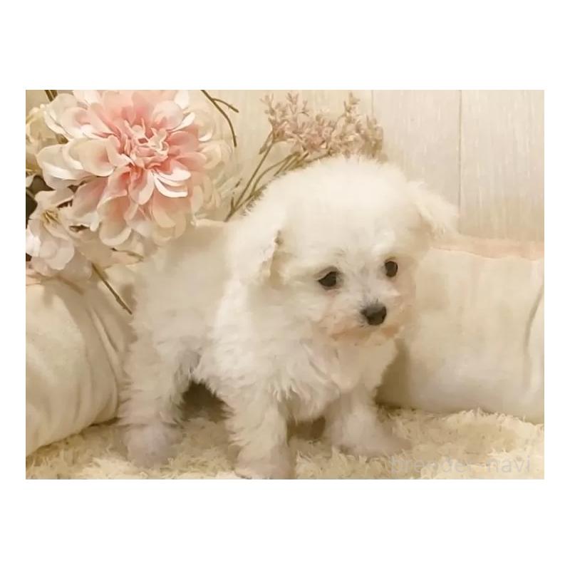 商談中の愛知県のティーカッププードル-443185の7枚目