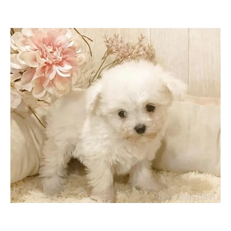 商談中の愛知県のティーカッププードル-443185の6枚目