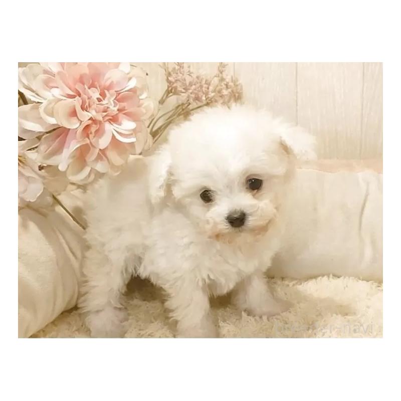 商談中の愛知県のティーカッププードル-443185の4枚目