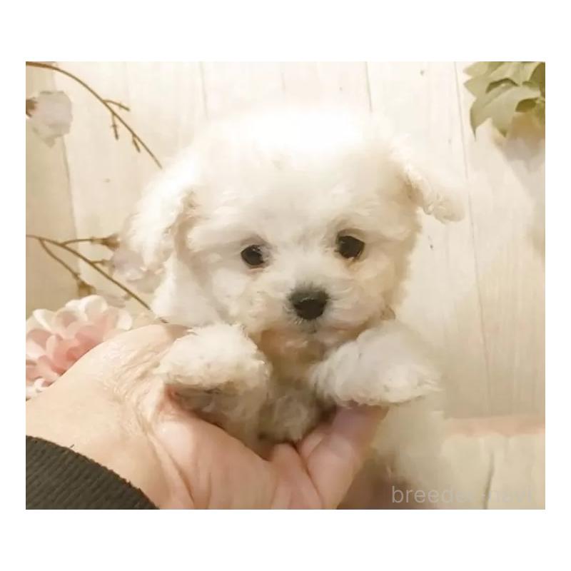 商談中の愛知県のティーカッププードル-443185の3枚目