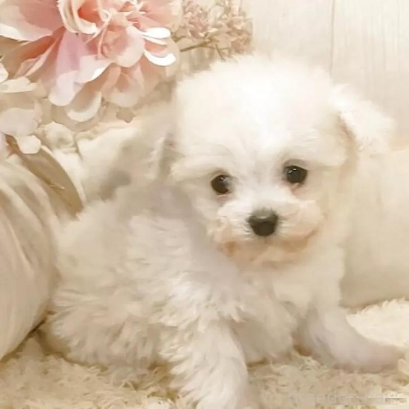 商談中の愛知県のティーカッププードル-443185の2枚目