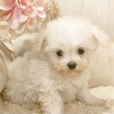 ♀︎ティーカッププードル