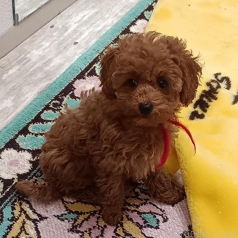 成約済の奈良県のトイプードル-438346の2枚目