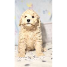 ♀︎トイプードル