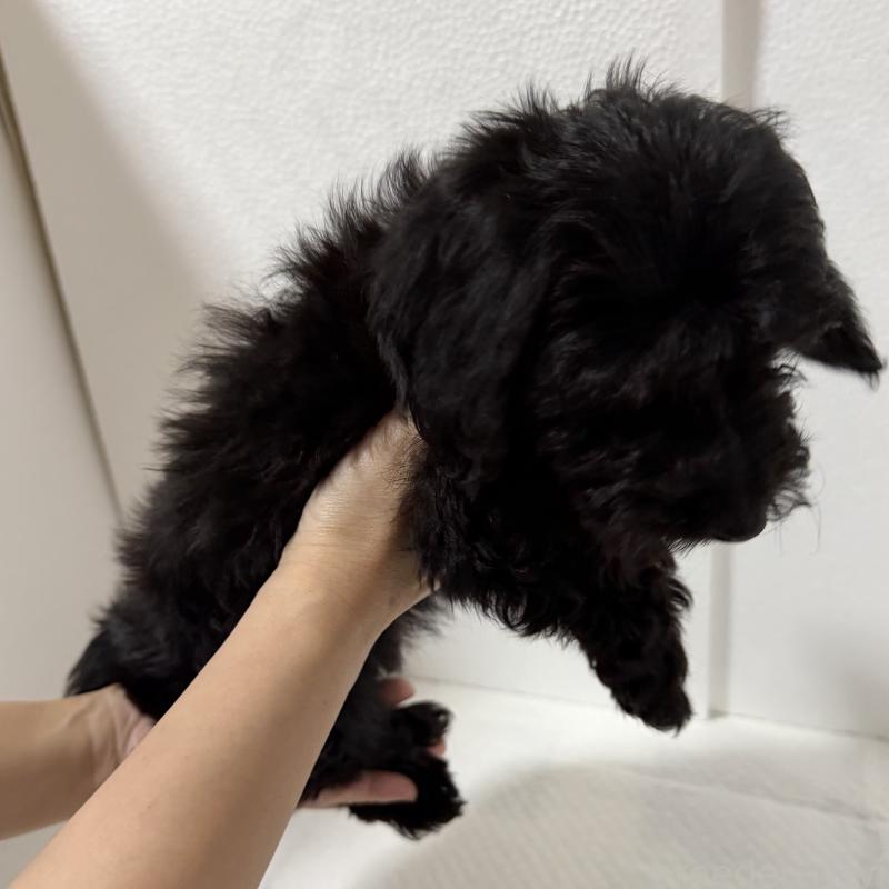 販売中の福岡県のダップー:ミニチュアダックスフンド×トイプードル-432001の3枚目