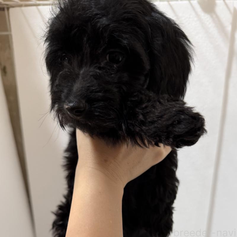 販売中の福岡県のダップー:ミニチュアダックスフンド×トイプードル-432001の2枚目