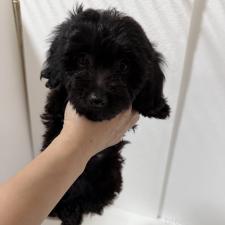 ♀︎ダップー:ミニチュアダックスフンド×トイプードル