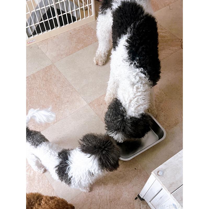 犬舎紹介の北海道の犬舎紹介-4026の4枚目