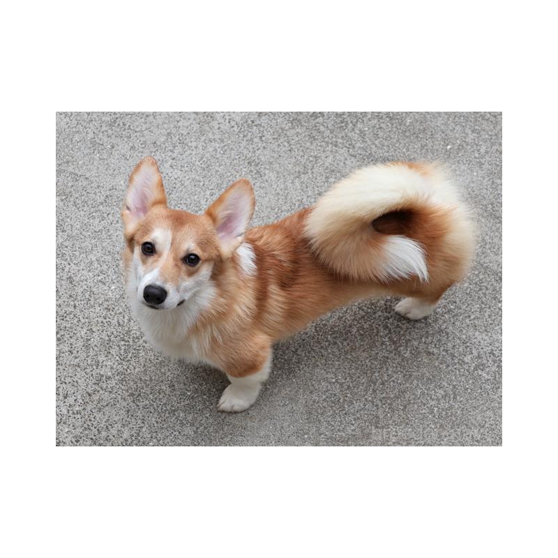 販売中の兵庫県のウェルシュコーギーペンブローク-404535