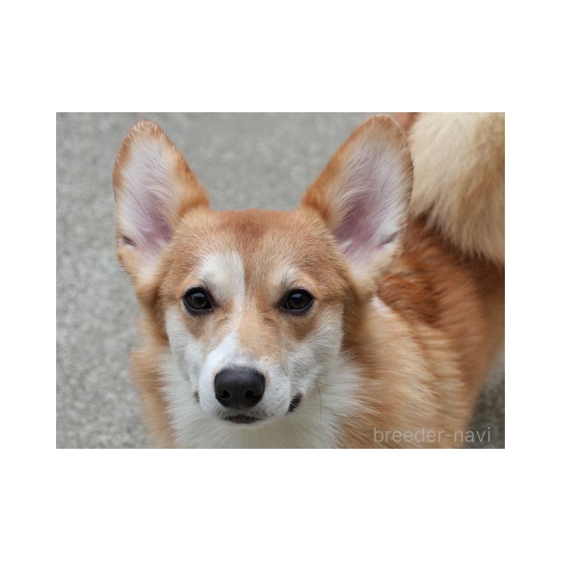 販売中の兵庫県のウェルシュコーギーペンブローク-404535の2枚目