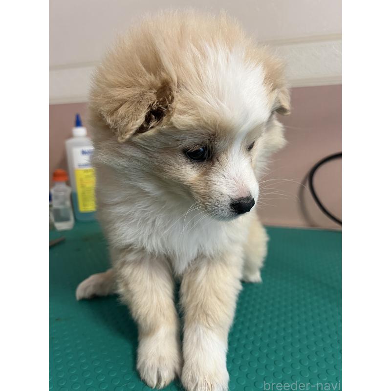 犬舎紹介の北海道の犬舎紹介-4026の5枚目