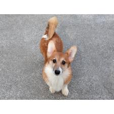 ♀︎ウェルシュコーギーペンブローク