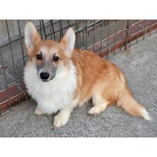 ♀︎ウェルシュコーギーペンブローク