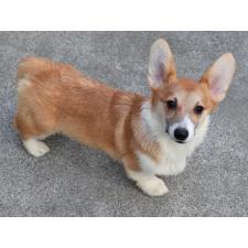 ♀︎ウェルシュコーギーペンブローク