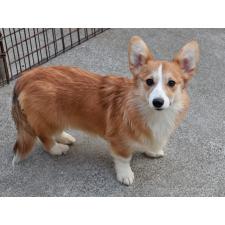 ♀︎ウェルシュコーギーペンブローク