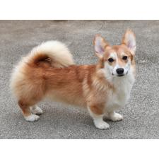 ♀︎ウェルシュコーギーペンブローク