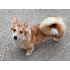 ♀︎ウェルシュコーギーペンブローク