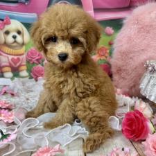 ♀︎タイニープードル