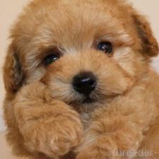 ♀︎トイプードル