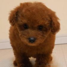 ♀︎トイプードル