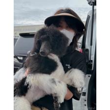 相馬夏織ブリーダー