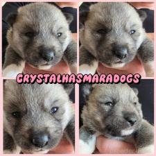 ♀︎シベリアンハスキー