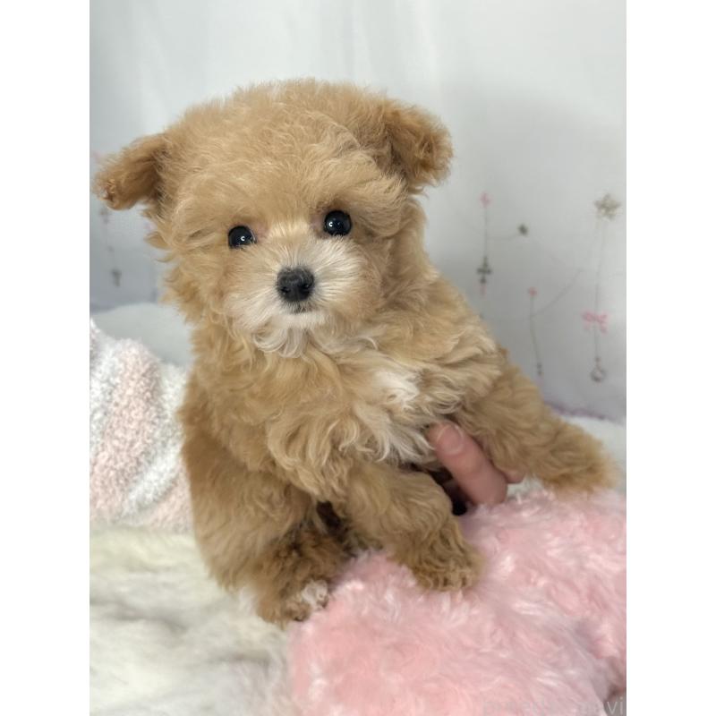 成約済の大阪府のティーカッププードル-442903の14枚目