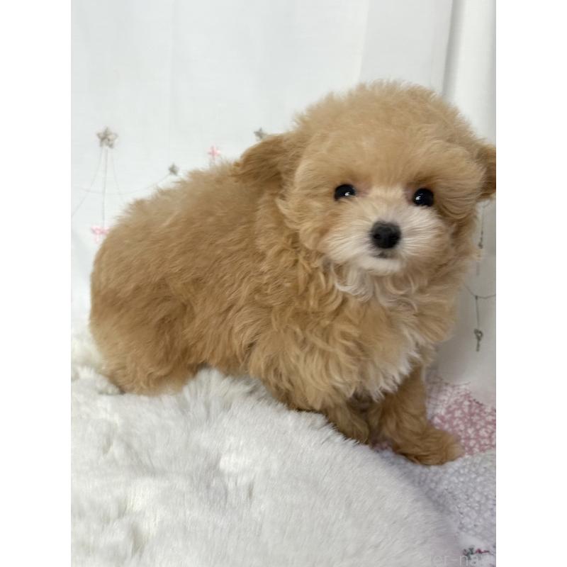 成約済の大阪府のティーカッププードル-442903の13枚目