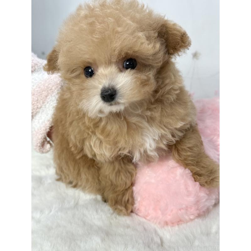 成約済の大阪府のティーカッププードル-442903の12枚目