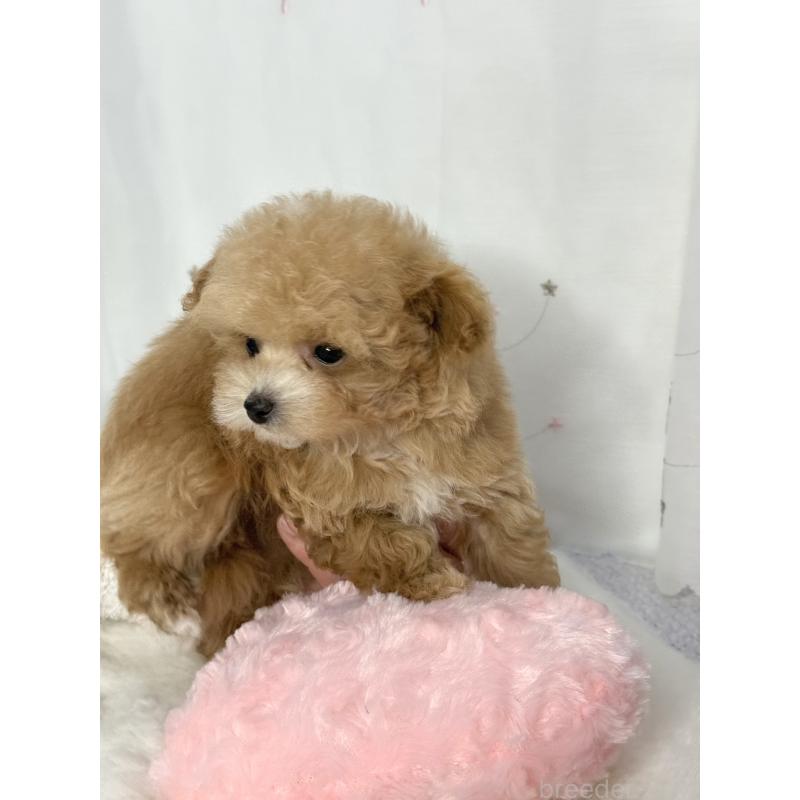 成約済の大阪府のティーカッププードル-442903の10枚目