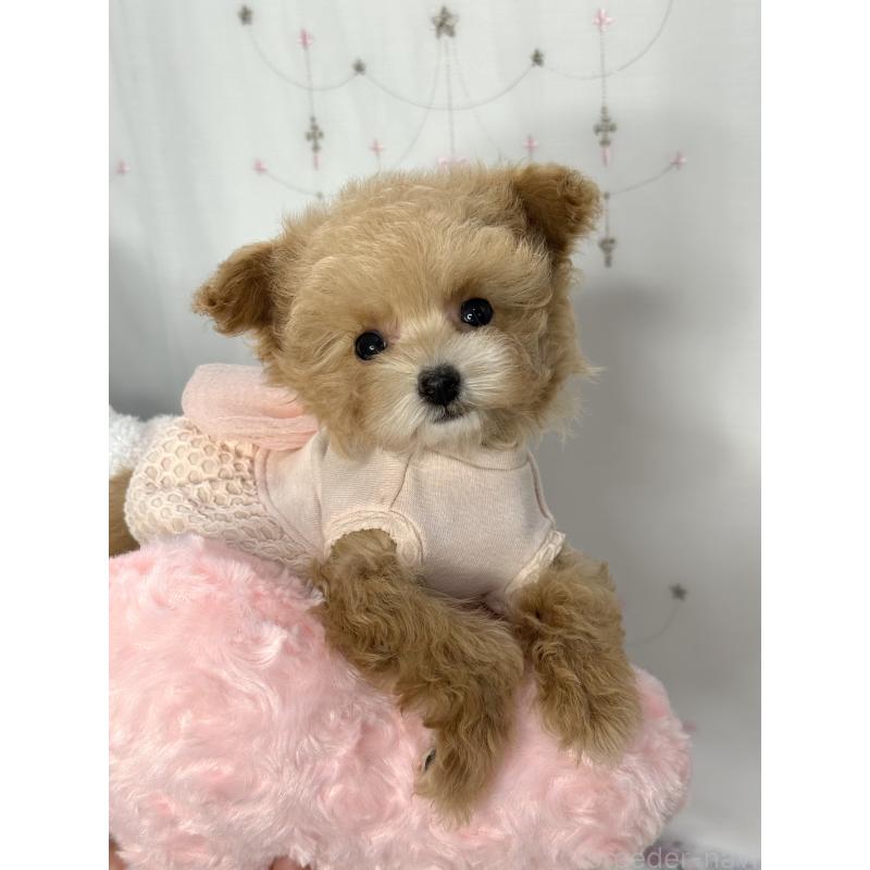 成約済の大阪府のティーカッププードル-442903の9枚目